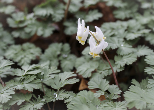 April 15   2015   Such a beautiful sign of spring !  The ledge garden floor