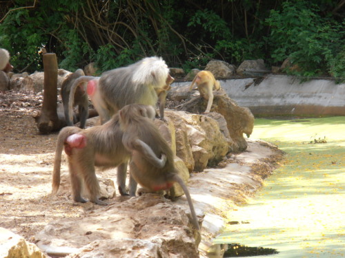 The ginger looking one is actually an albino monkey and is kinda rare and rly cute.