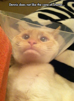 wannajoke:  The cone of shame http://wanna-joke.com/the-cone-of-shame/