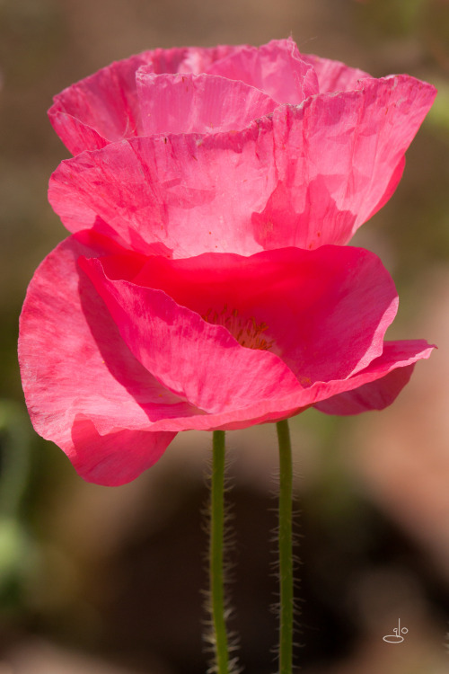 glophotography: Twice as Nice Iceland poppies, Clearlake, CA.