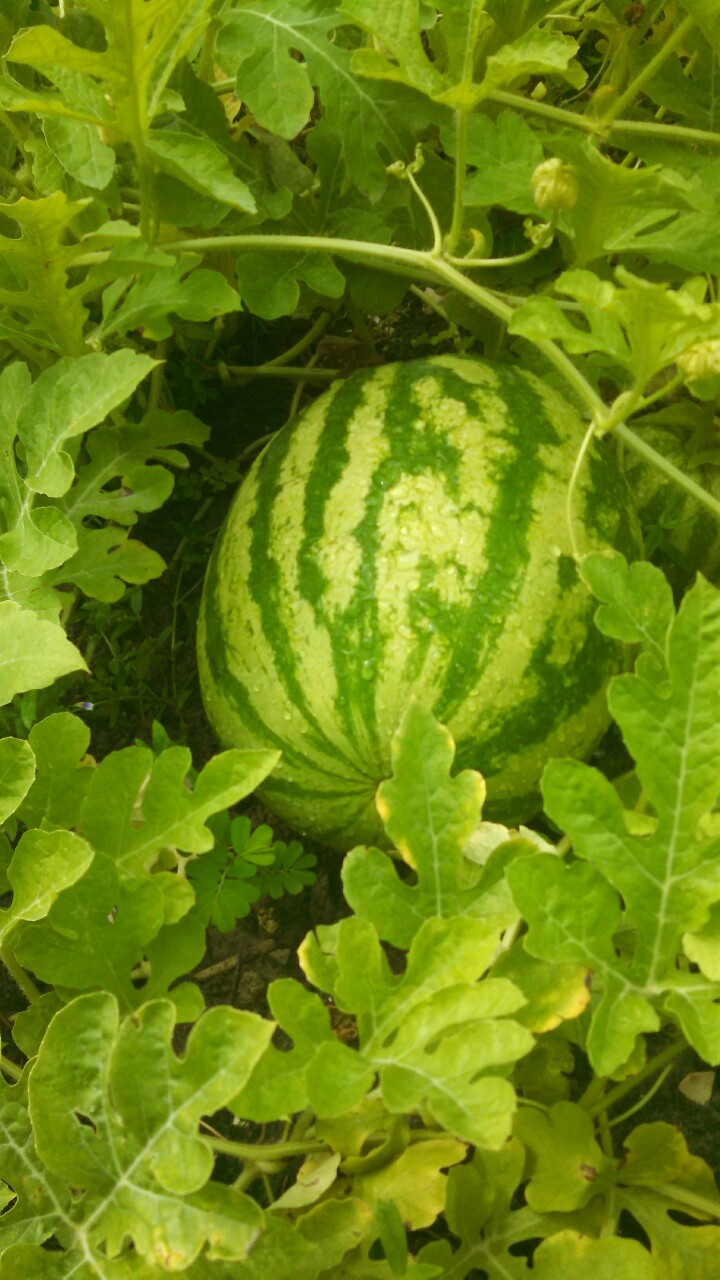 <p>Check it out…my first watermelon of the season!!! Hooray.</p>