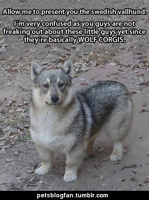 petsblogfan:for more pets pictures, go to: http://petsblogfan.tumblr.com
