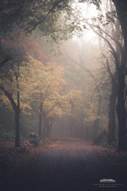 freddie-photography:  Walking in Woods, London