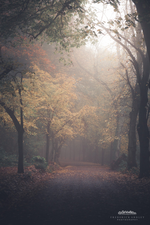 freddie-photography: Walking in Woods, London Get the print at Society6.com By Frederick Ardley Phot