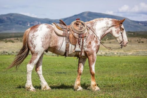 horsesarecreatures:Scooby Do - Paint Cross Gelding