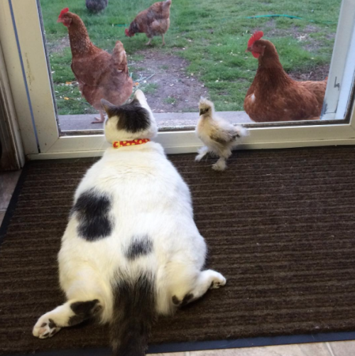 catsbeaversandducks:  Scruffles The Fat Cat  And his chicken fellows! Photos by ©Scruffles The Fat Cat 