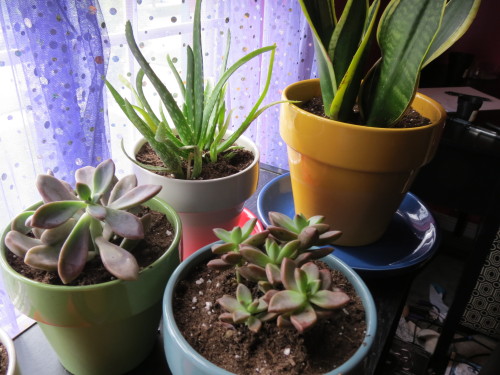 omgplants: rebellemaki: i got some cute plants today Cute and those curtains are really cute, too!