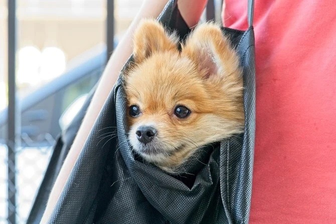 Posh Paws: UAE Pet Shop Launches $10,000 Diamond Dog Collars Posh Paws: UAE Pet Shop Launches $10,000 Diamond Dog Collars