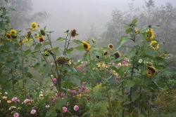nordicsublime:  Sunflowers in mist