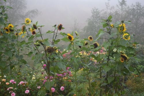 Porn nordicsublime:  Sunflowers in mist photos