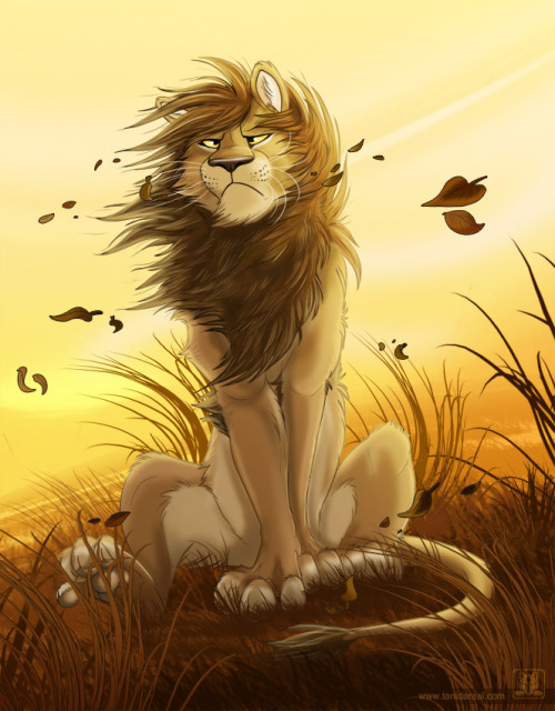 mrzorronator:  King of the Wind by TaniDaReal