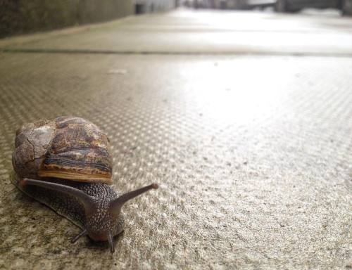 snail trail #pfsnaps#pf#snaps#snailpace#london#beige#snail#pace#visual#color#standard#creative#inst