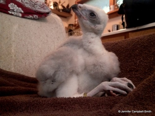 This is my friend’s new baby (eyass) northern goshawk (Accipiter gentilis).  He is a captive b