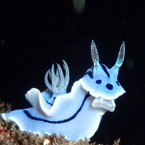 mxxn-kitten: tangledwing: Blue sea snail  (Chromodoris willanii), a shell-less marine gastropod