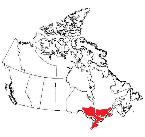 coolator:  as far as i’m aware only the red part has bagged milk