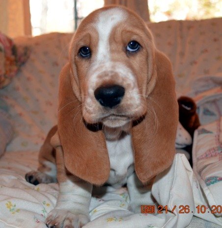 is there anything cuter than a lemon basset puppy?