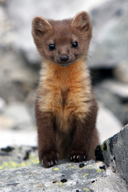 beautiful-wildlife:  Baby Pine Marten 