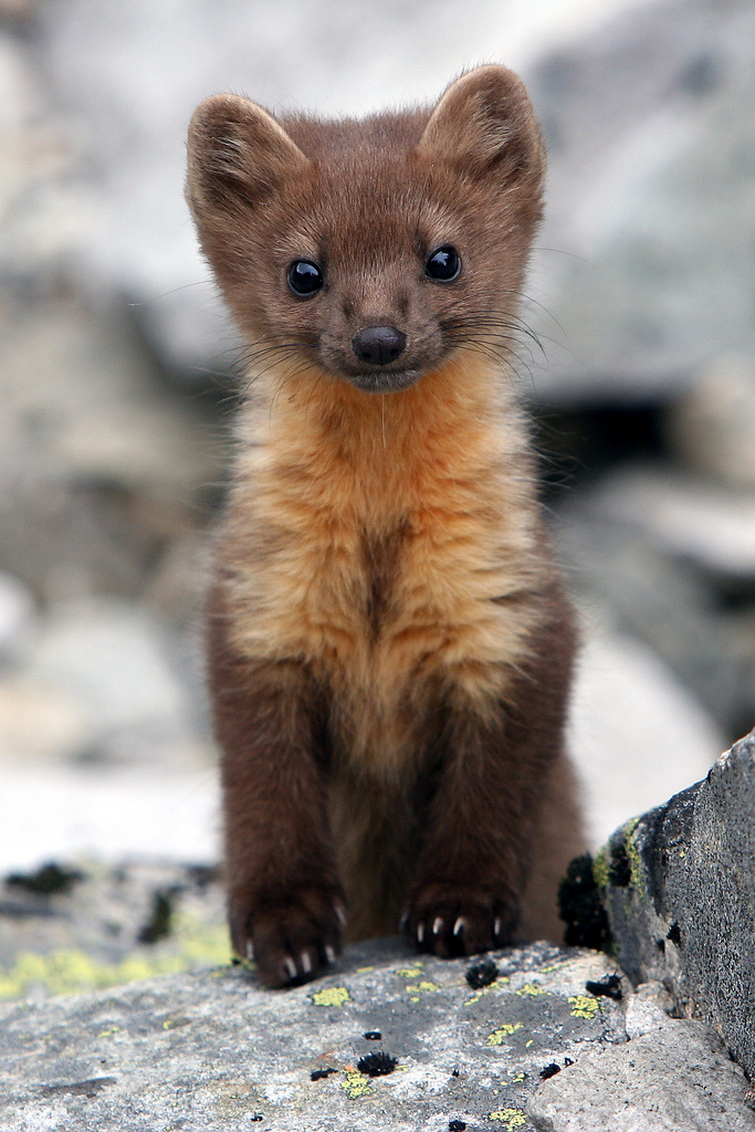 generic-art:  magicalnaturetour:  pine marten (by virtualreality)  Okay, the Pine