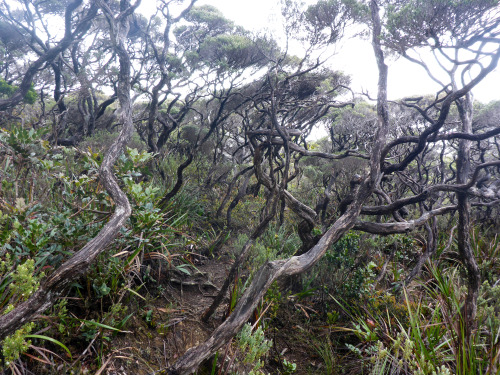 postcardsfromfelix:Wald hoch oben am Kinabalu kurz vor dem Basislager