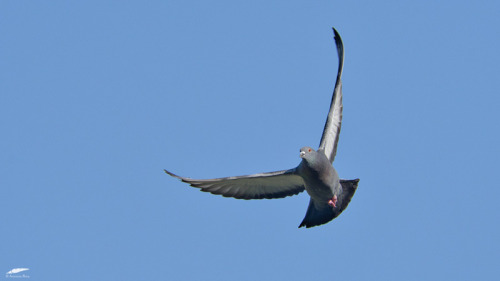 Feral Pigeon - Pombo-doméstico (Columba livia domestica)Cruz Quebrada/Portugal (10/05/2022)[NIkon D5