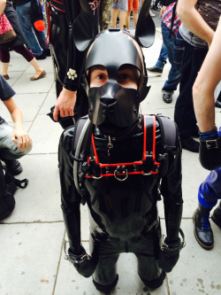 cuircub:  puploki:  Today’s pup-out at