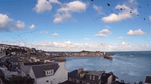 archiemcphee:British videographer Parker Paul (previously featured here) filmed seagulls flying over