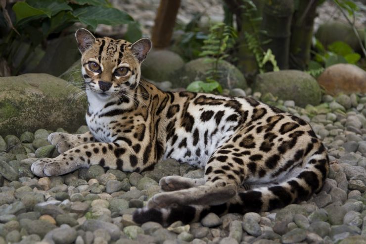 some lesser known small cat species