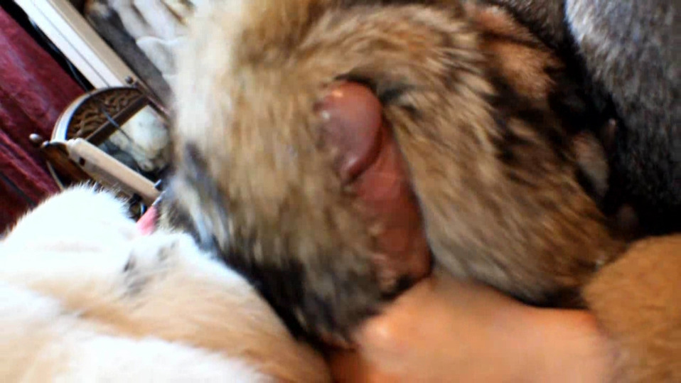 More fur spunking goodness from Eva. This time the main target isn&rsquo;t one