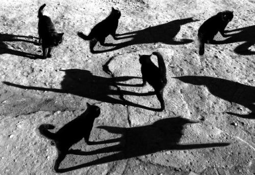 desintegro:  Each Cat Its Sun by Alexey BednijAlso