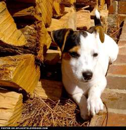 aplacetolovedogs:  Cute Jack Russell Isis