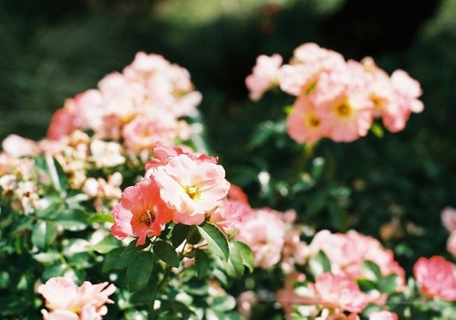 バラ園 rose garden