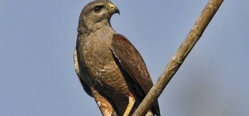 raptorwing:  The Ridgway’s hawk So I just learned a few days ago that two of the Ridgway’s hawk babies I raised just became a breeding pair.  They have been seen searching for a nest site and copulating.  This means that Punta Cana has its first