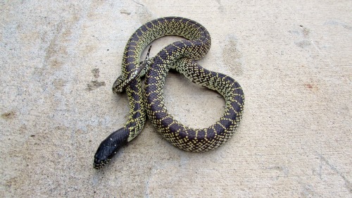 cornysnake:(click photos to see name, species, and morph!)Brumation crew (sans hornet)! These kids a