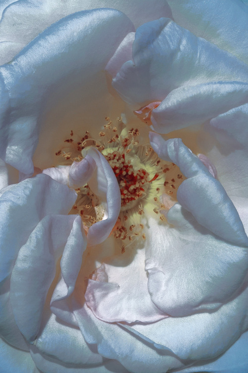 duxuebing:Photography by Xuebing Du