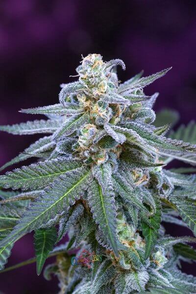 pineconeherb:Killer Grape Marijuana