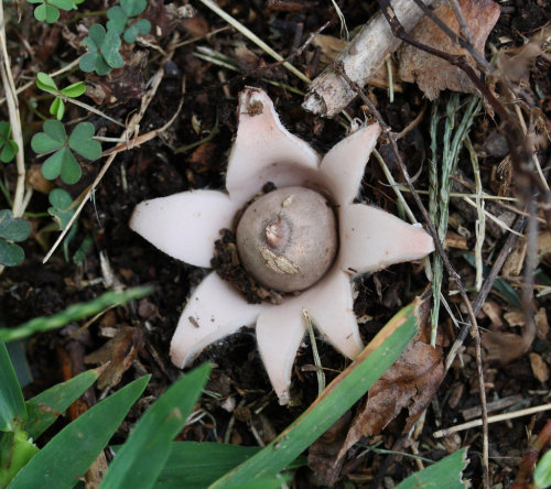 Earthstar Fungus by =DuncanJBerry