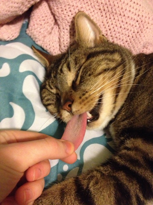 spacedalyssa:  I STUCK MY FINGERS IN MALFOYS MOUTH AND HE’S LIKE SLEEPING LIKE A DEAD CAT OR WAHTEVER AND I JUST PULL OUT HIS TONGUE AND HE JUST DOESN’T DO ANYTHING I’M LAUGHING SO HARD, OGMMF 