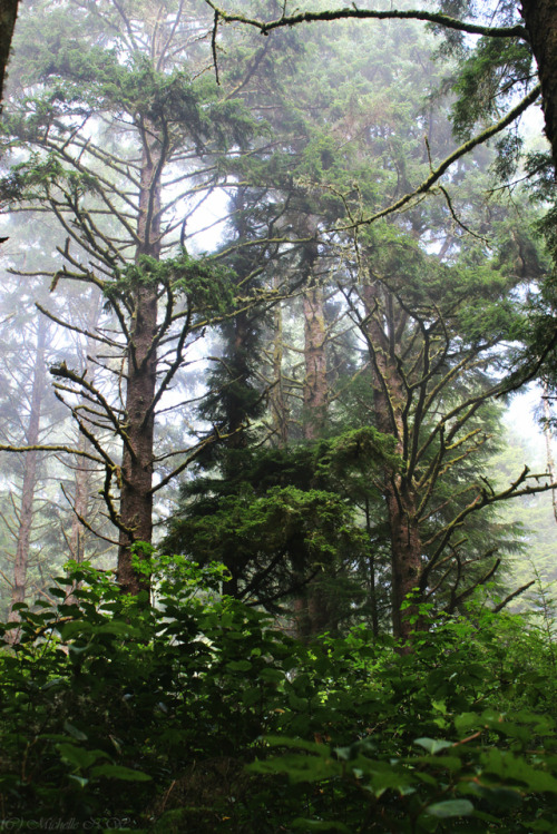 bright-witch: Old Sitka ForestPrint Shop