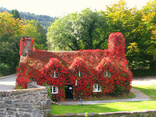 Tu Hwnt I'r Bont Tea Room in Llanwrst, Wales . This one is for Maggie ;)