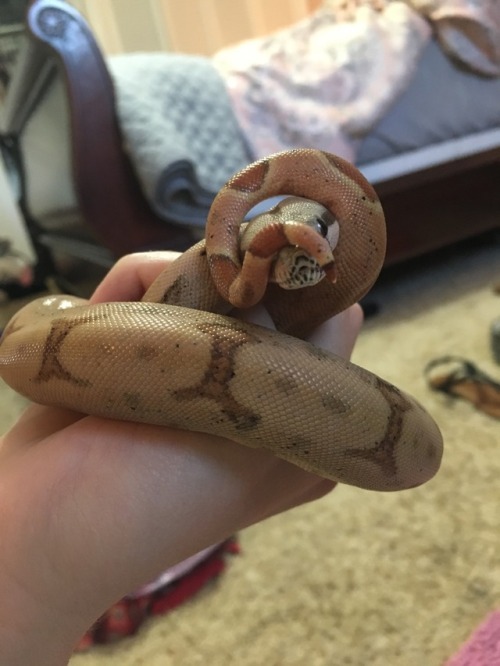 the-love-of-snakes:Tail hair