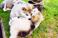 thehaikyuu:  Alaskan Malamute Puppies 