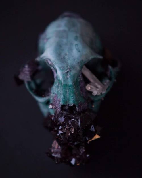 tylerthrasherart:Another angle of this crystallized cat skull that will be featured in my art book &