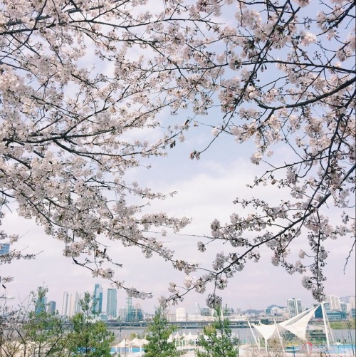 seoul in bloom