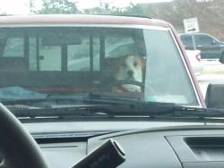 asian:  Son of a bitch keeps staring at me while I pump gas 