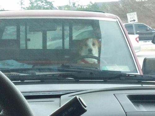 asian:Son of a bitch keeps staring at me while I pump gas