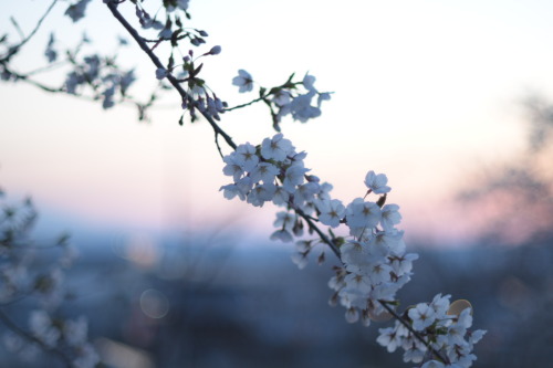 地元の桜も一気に満開近くになりました。昨日もいいお天気だったので仕事帰りに同僚とぶらりとお散歩へ。そしたら2年ぶり？かな？？いつも同じおばあちゃんが売ってるフレンチドックの屋台が出ていてなんだかうれし