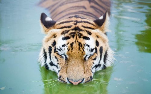 magicalnaturetour:  A Siberian tiger cools off. CREDIT: EPA/PETER LOMKA