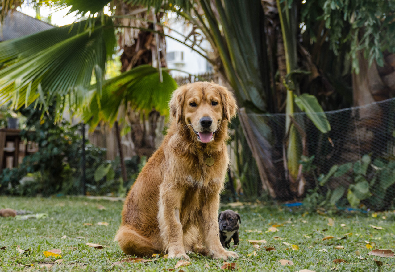 harold and his side kick 