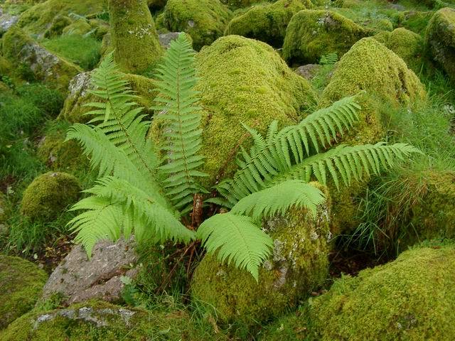 oakapples:  Wistman’s Wood, Dartmoor. I have vague recollections of visiting this