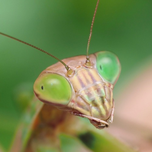 Heres An Interesting Female Chinese Mantis I Found Hanging Out In A Porcelainberry Patch. The Yellow